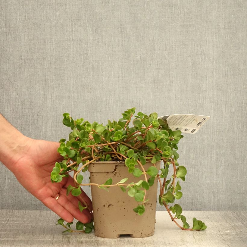 Sedum tetractinum Coral Reef Maceta 2L/3L Ejemplar entregado en la primavera