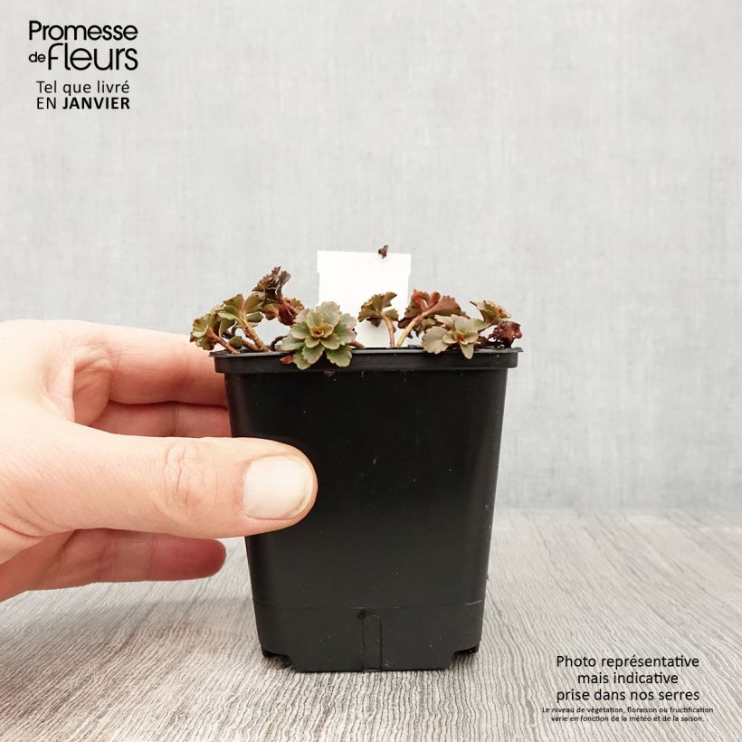 Sedum kamtschaticum Weihenstephaner Gold - Sedun Maceta de 8/9 cm Ejemplar entregado en invierno