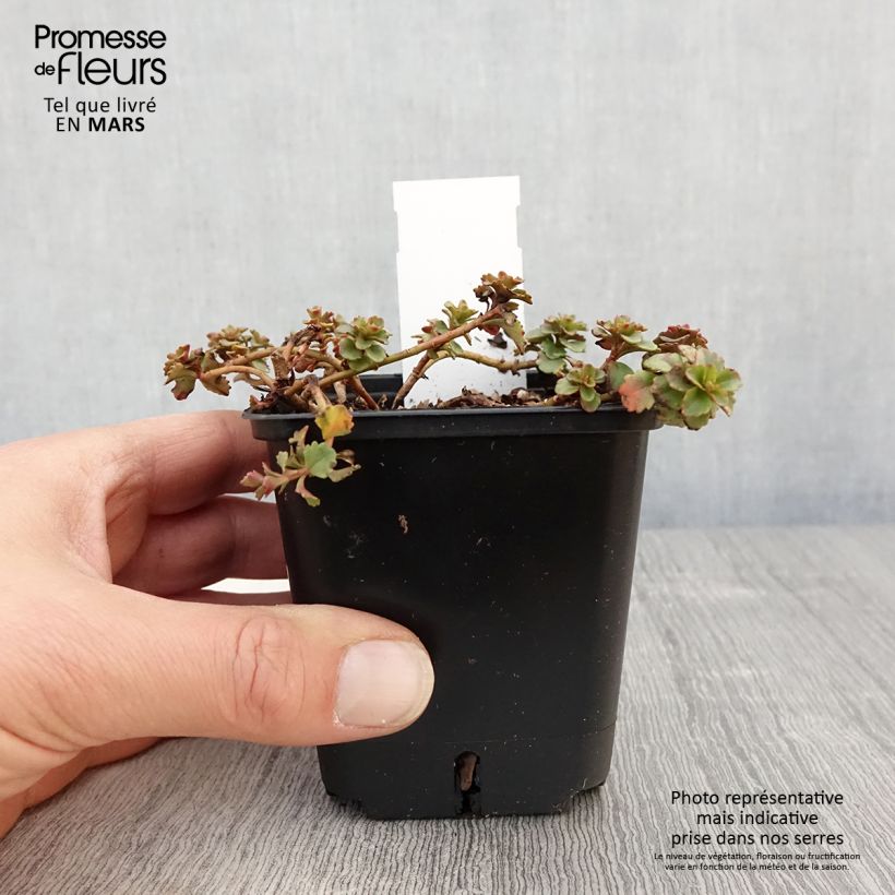 Sedum kamtschaticum Weihenstephaner Gold - Sedun Maceta de 8/9 cm Ejemplar entregado en la primavera