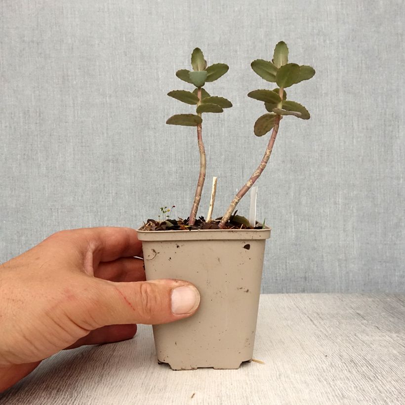 Sedum spectabile Yellow Xenox - Telefío Maceta de 8/9 cm Ejemplar entregado en la primavera