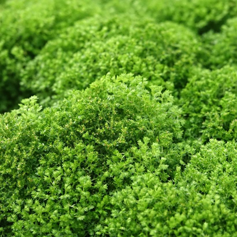Selaginella apoda (Follaje)