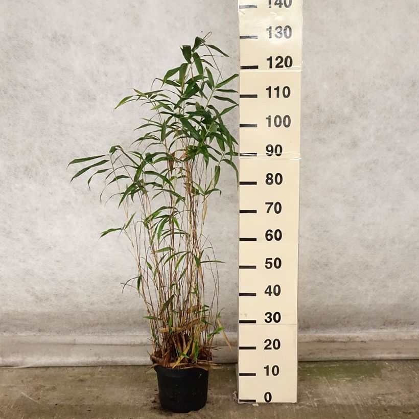 Ejemplar de Semiarundinaria yashadake Kimmei - Bambú Maceta 4L/5L entregado en otoño