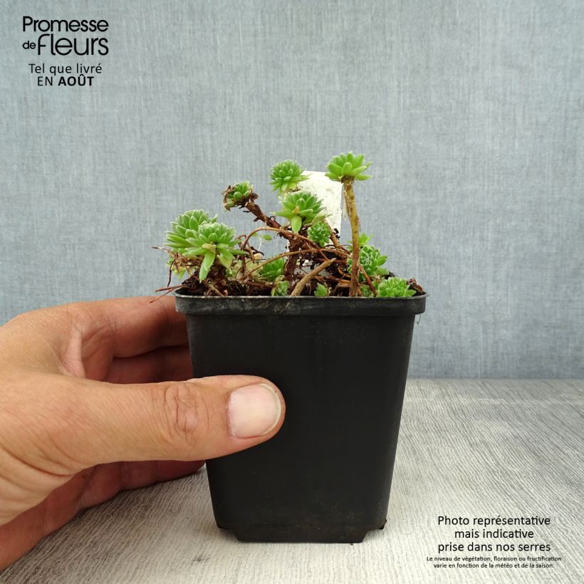 Ejemplar de Sempervivum arachnoideum  de arañas Maceta de 8/9 cm entregado en verano