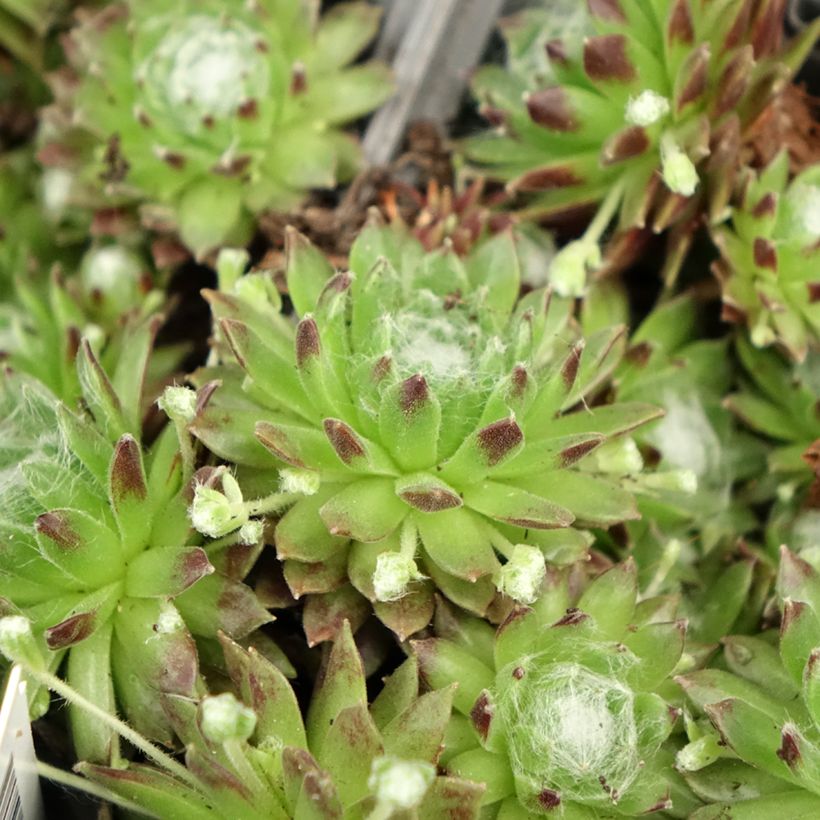 Sempervivum arachnoideum de arañas (Follaje)