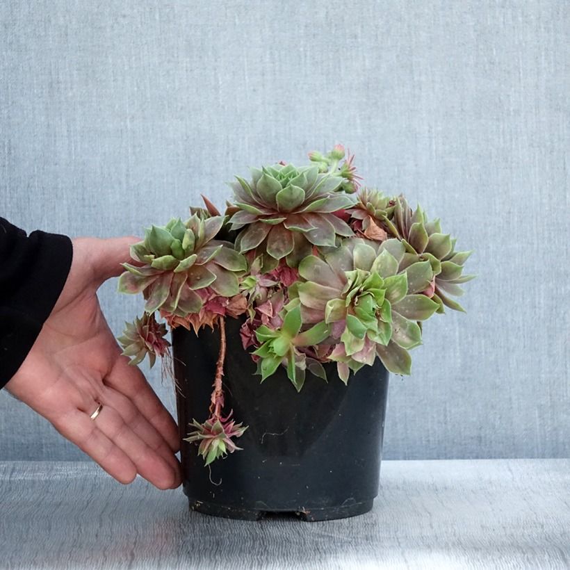 Ejemplar de Sempervivum (BigSam series) Ruby Star Maceta 3L/4L entregado en otoño