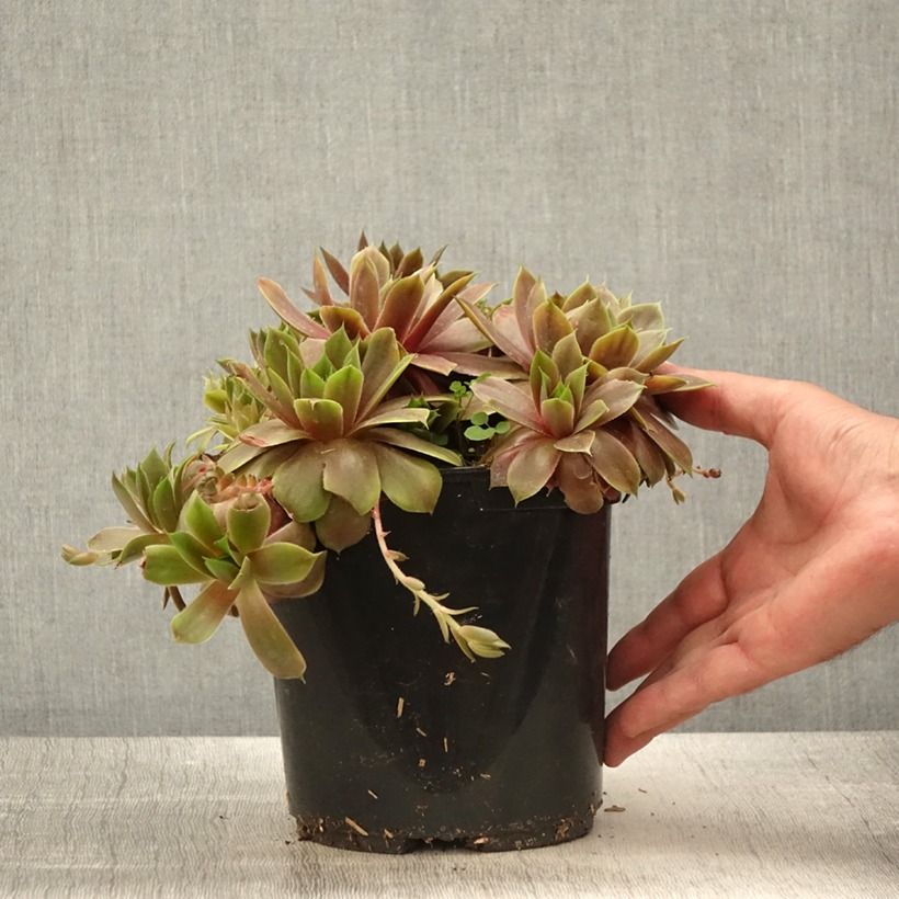 Sempervivum (BigSam series) Ruby Star Maceta 3L/4L Ejemplar entregado en la primavera