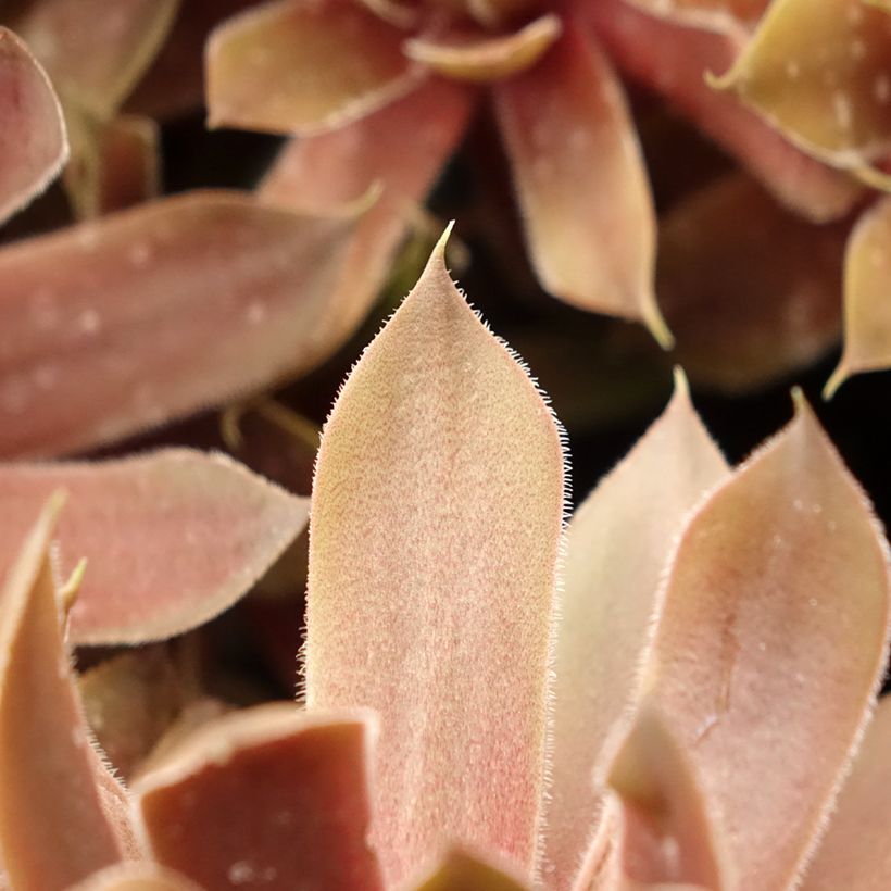 Sempervivum (BigSam series) Ruby Star (Follaje)