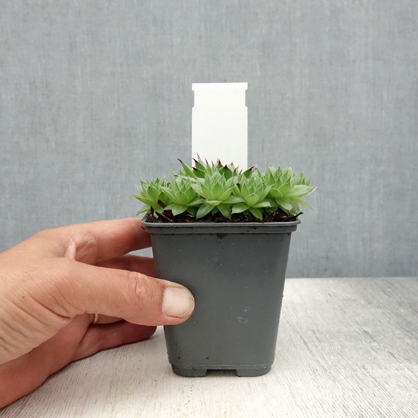 Ejemplar de Sempervivum calcareum Maceta de 8/9 cm entregado en verano