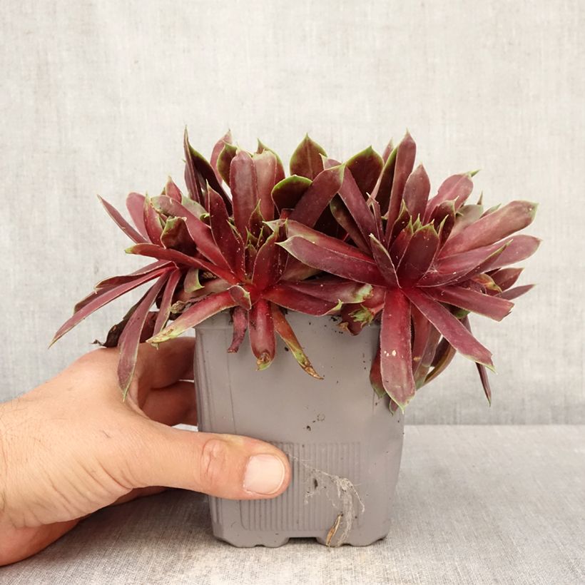 Sempervivum Chick Charms Giant Emerald Explosion - Siempreviva Maceta 1L/1,5L Ejemplar entregado en la primavera