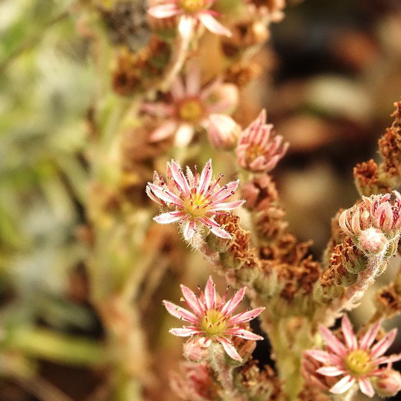 Sempervivum Chick Charms Grape Galaxy - Siempreviva (Floración)