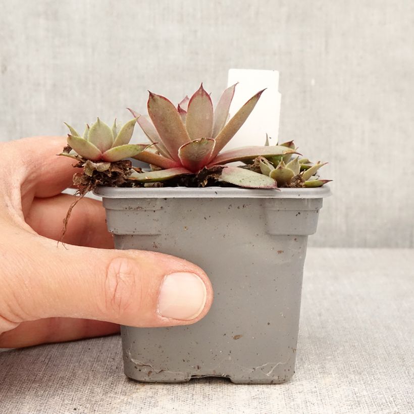 Sempervivum Chick Charms Grape Galaxy - Siempreviva Maceta de 8/9 cm Ejemplar entregado en la primavera