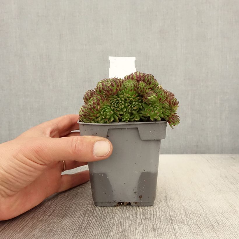 Sempervivum Chick Charms Key Lime Kiss Maceta de 10 cm/11 cm Ejemplar entregado en la primavera