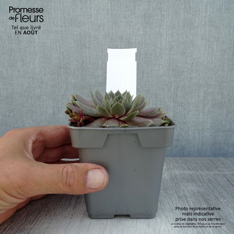 Ejemplar de Sempervivum Chick Charms Berry Blues Maceta de 10 cm/11 cm entregado en verano