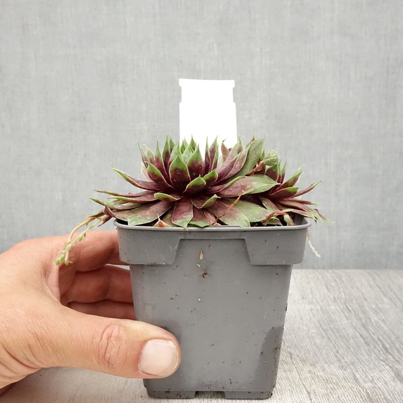 Ejemplar de Sempervivum Chick Charms Cranberry Cocktail Maceta de 10 cm/11 cm entregado en verano