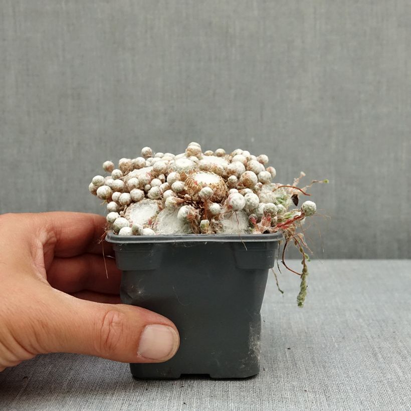 Sempervivum arachnoideum Colorockz Arctic White  de arañas Maceta de 8/9 cm Ejemplar entregado en la primavera