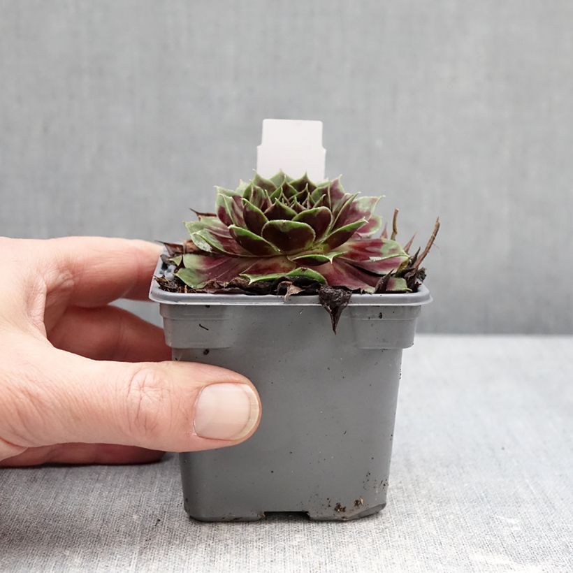 Sempervivum Colorockz Coconut Crystal - Siempreviva Maceta de 8/9 cm Ejemplar entregado en invierno