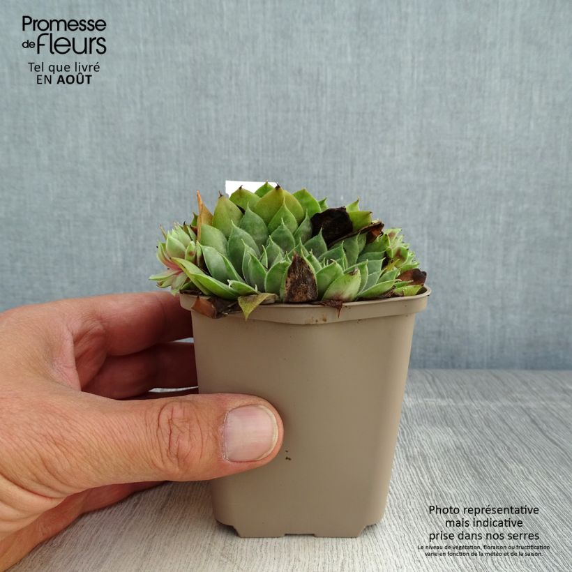 Ejemplar de Sempervivum Commander Hay Maceta de 8/9 cm entregado en verano