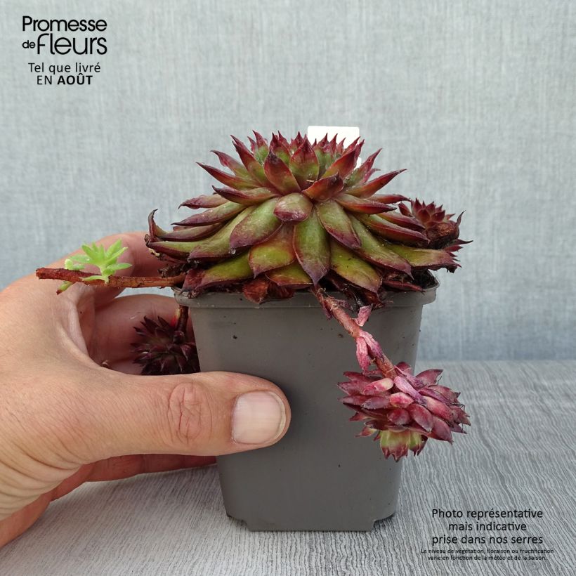 Ejemplar de Sempervivum Dark Beauty Maceta de 8/9 cm entregado en verano