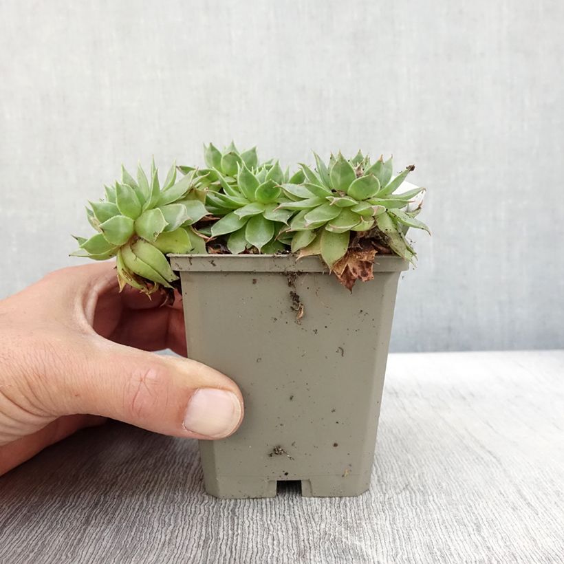 Ejemplar de Sempervivum Gay Jester Maceta de 8/9 cm entregado en otoño