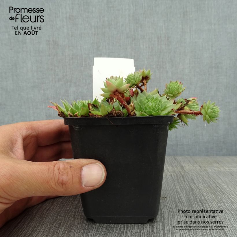 Ejemplar de Sempervivum Gay Jester Maceta de 8/9 cm entregado en verano