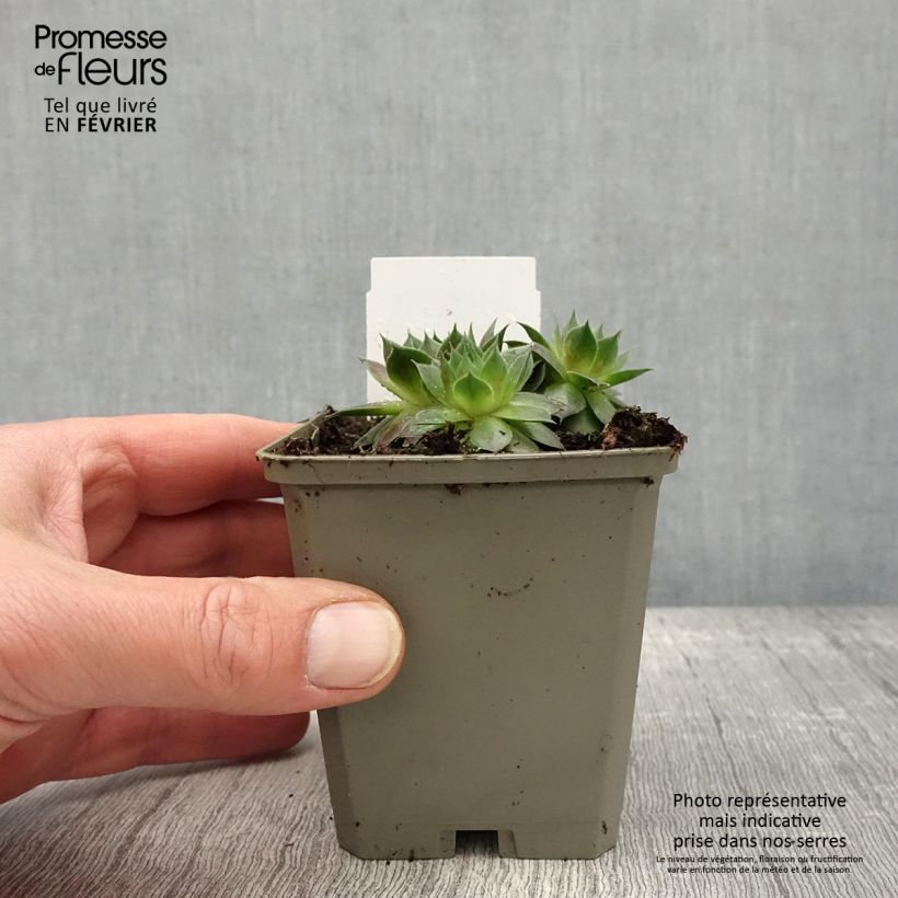 Sempervivum Gay Jester Maceta de 8/9 cm Ejemplar entregado en invierno