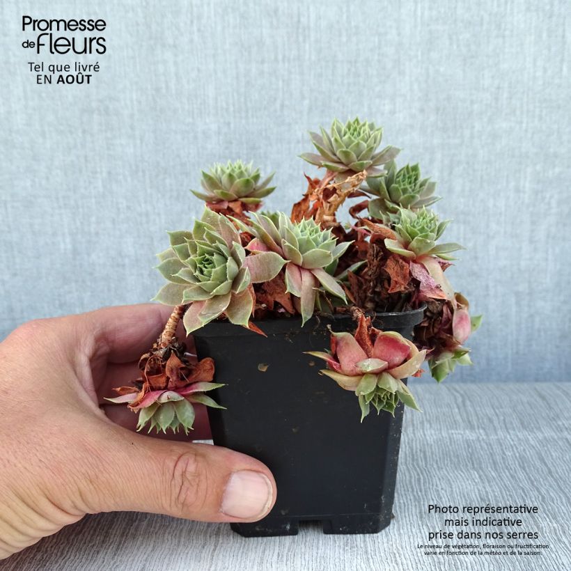 Ejemplar de Sempervivum Othello Maceta de 8/9 cm entregado en verano
