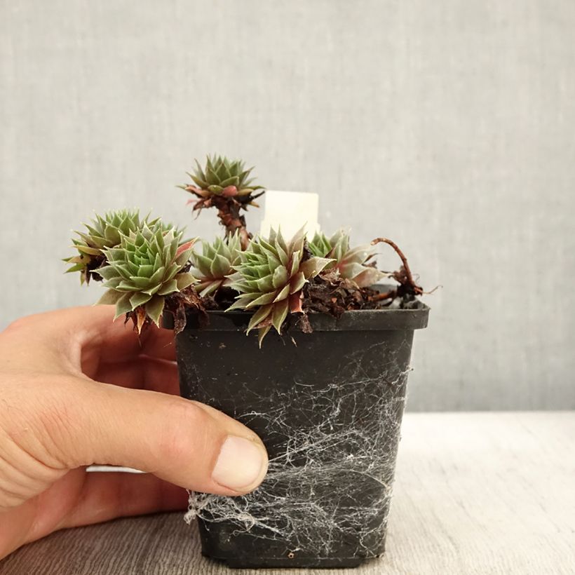 Ejemplar de Sempervivum Purple Beauty Maceta de 8/9 cm entregado en otoño