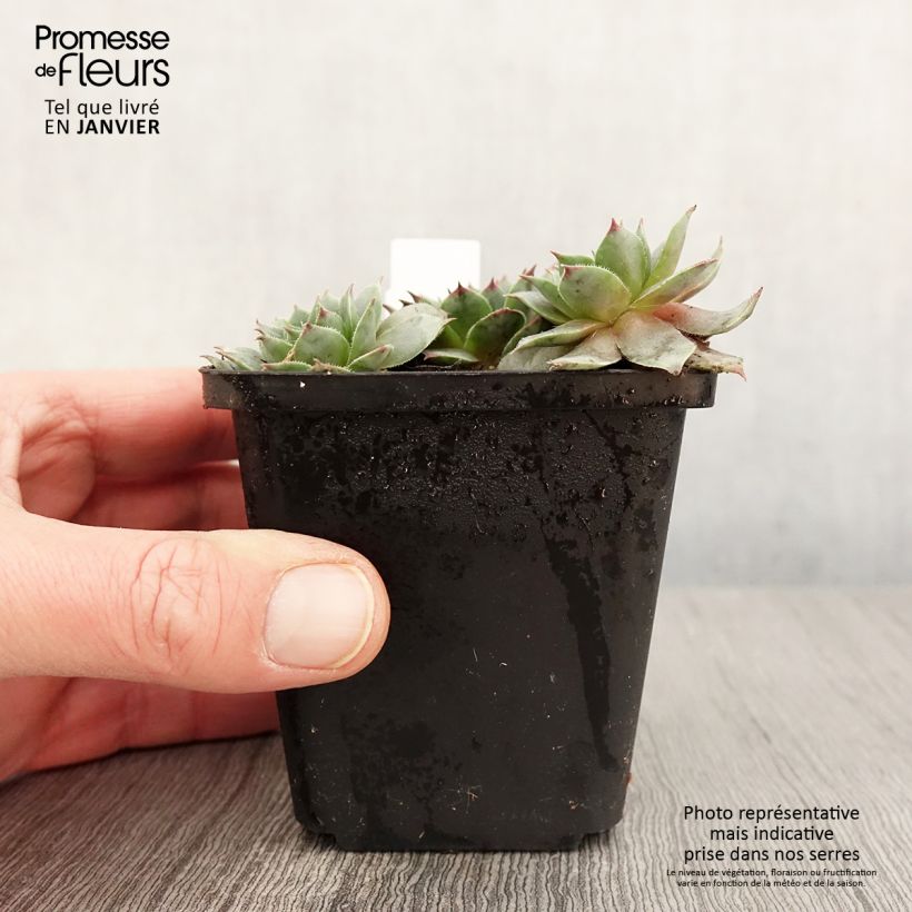 Sempervivum Purple Beauty Maceta de 8/9 cm Ejemplar entregado en invierno