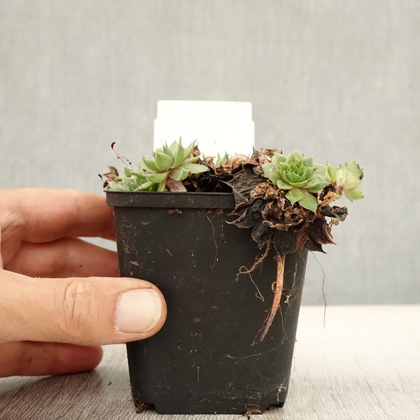 Ejemplar de Sempervivum Rauher Kulm Maceta de 8/9 cm entregado en otoño