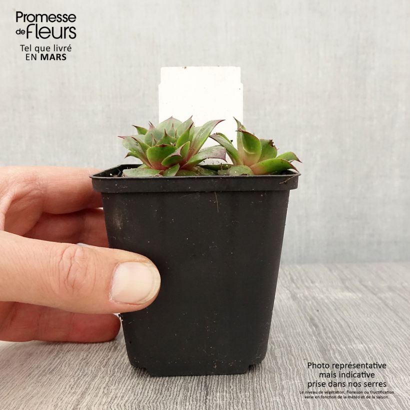 Sempervivum Rauher Kulm Maceta de 8/9 cm Ejemplar entregado en la primavera