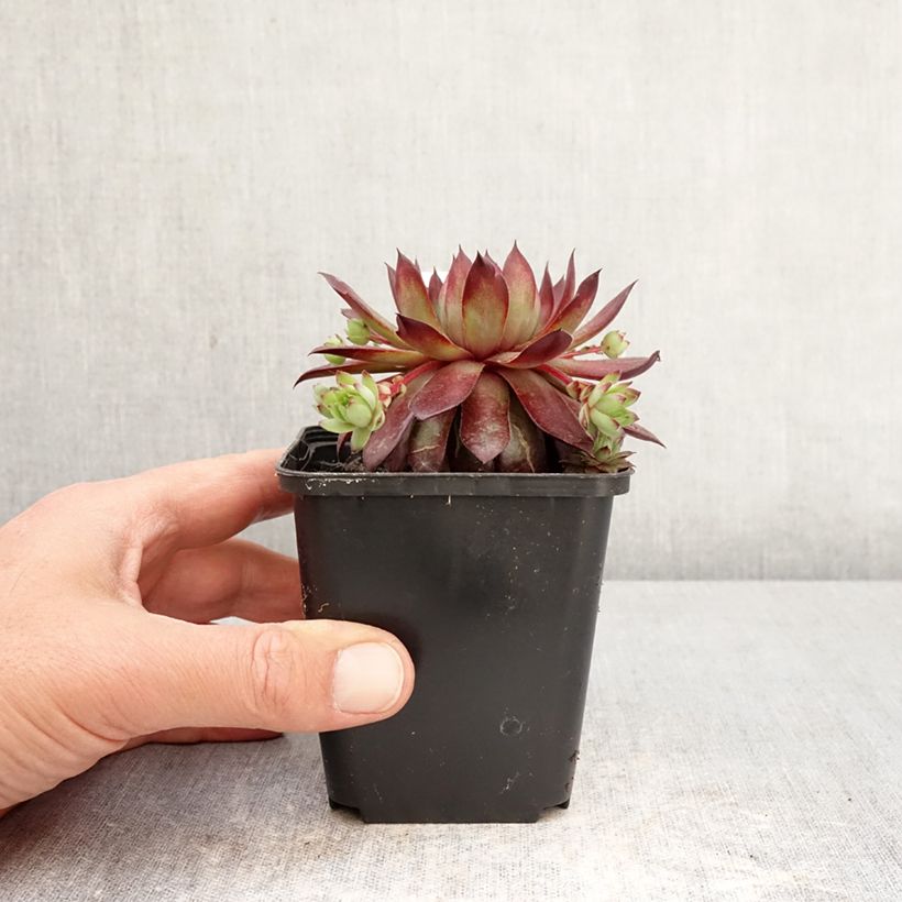 Sempervivum Rubin Maceta de 8/9 cm Ejemplar entregado en la primavera