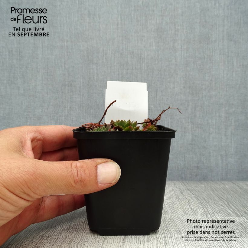 Ejemplar de Sempervivum Santis Maceta de 8/9 cm entregado en otoño