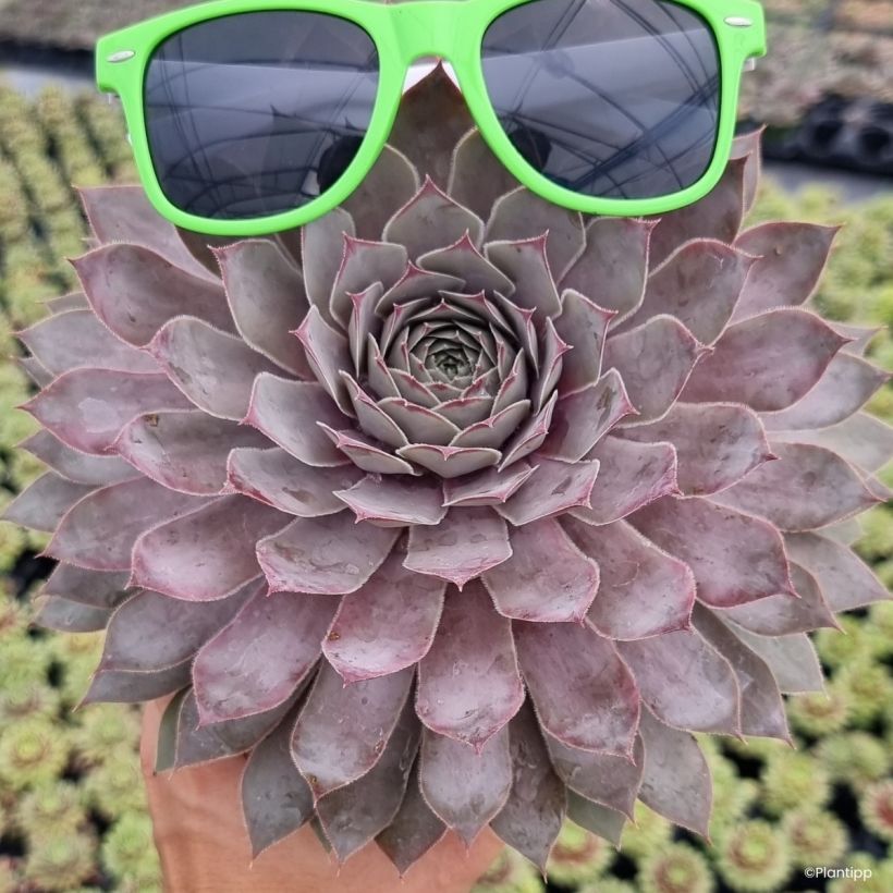 Sempervivum Chick Charms Giants Steel Appeal (Porte)