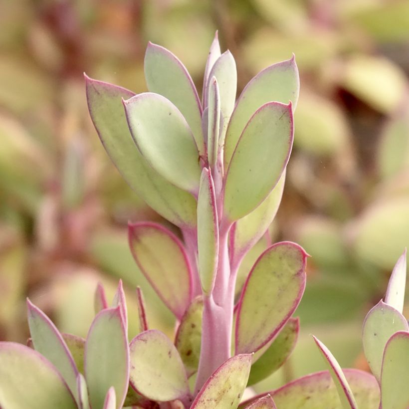Senecio crassissimus (Follaje)