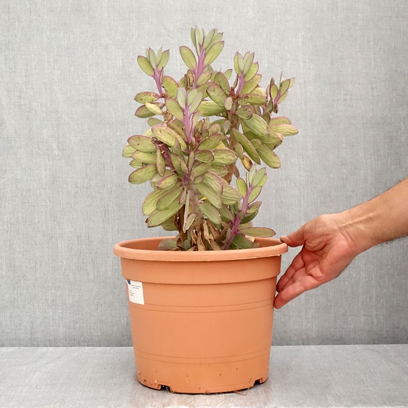 Ejemplar de Senecio crassissimus Maceta 7,5L/10L entregado en verano