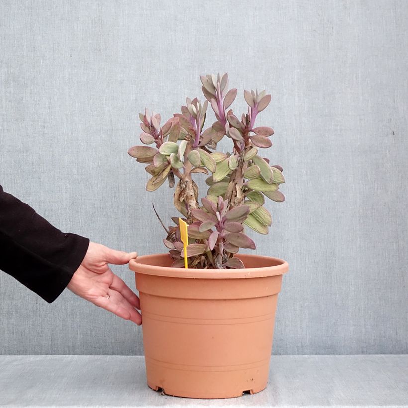 Ejemplar de Senecio crassissimus Maceta 7,5L/10L entregado en otoño