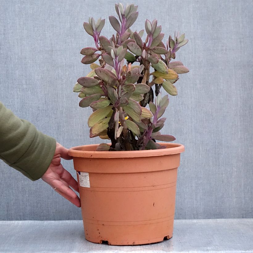 Senecio crassissimus Maceta 7,5L/10L Ejemplar entregado en invierno