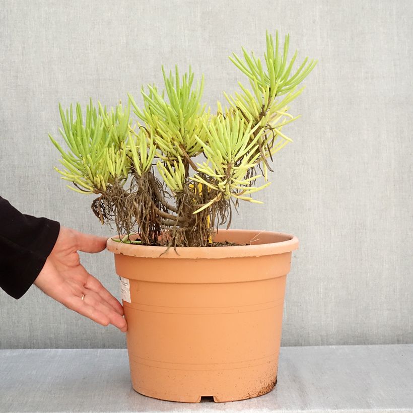 Ejemplar de Senecio cylindricus Maceta 7,5L/10L entregado en otoño