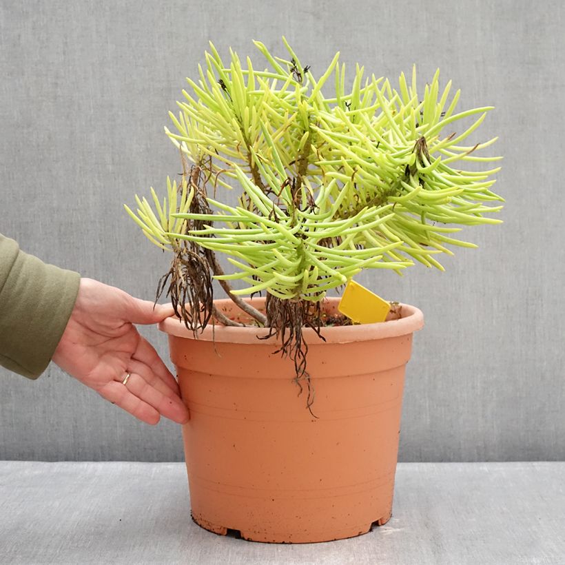 Senecio cylindricus Maceta 7,5L/10L Ejemplar entregado en invierno