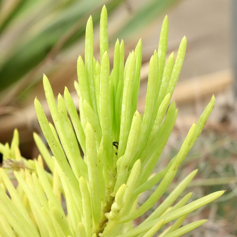 Senecio cylindricus (Follaje)