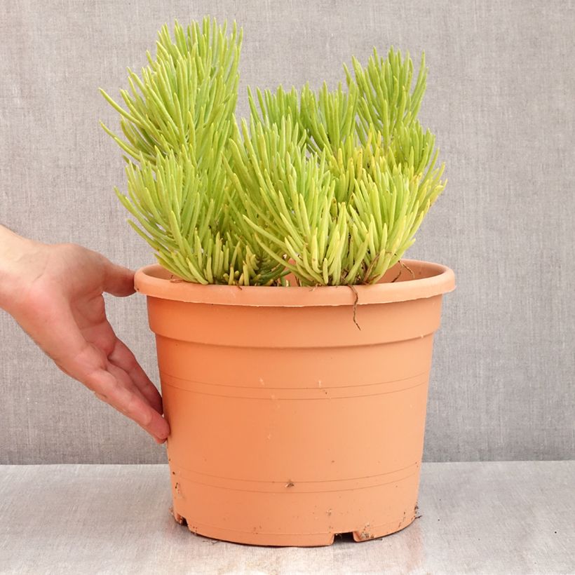 Ejemplar de Senecio cylindricus Maceta 7,5L/10L entregado en verano