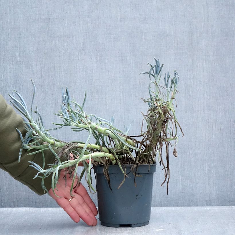 Senecio ficoides - Curio ficoides Maceta 2L/3L Ejemplar entregado en invierno