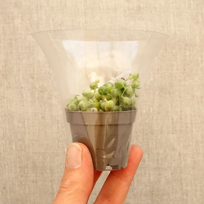 Senecio rowleyanus Variegata - Collier de perles miniplanta Ejemplar entregado en la primavera