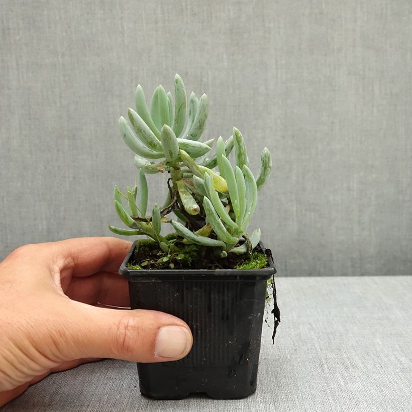 Senecio serpens Blue Chalk Maceta de 8/9 cm Ejemplar entregado en la primavera