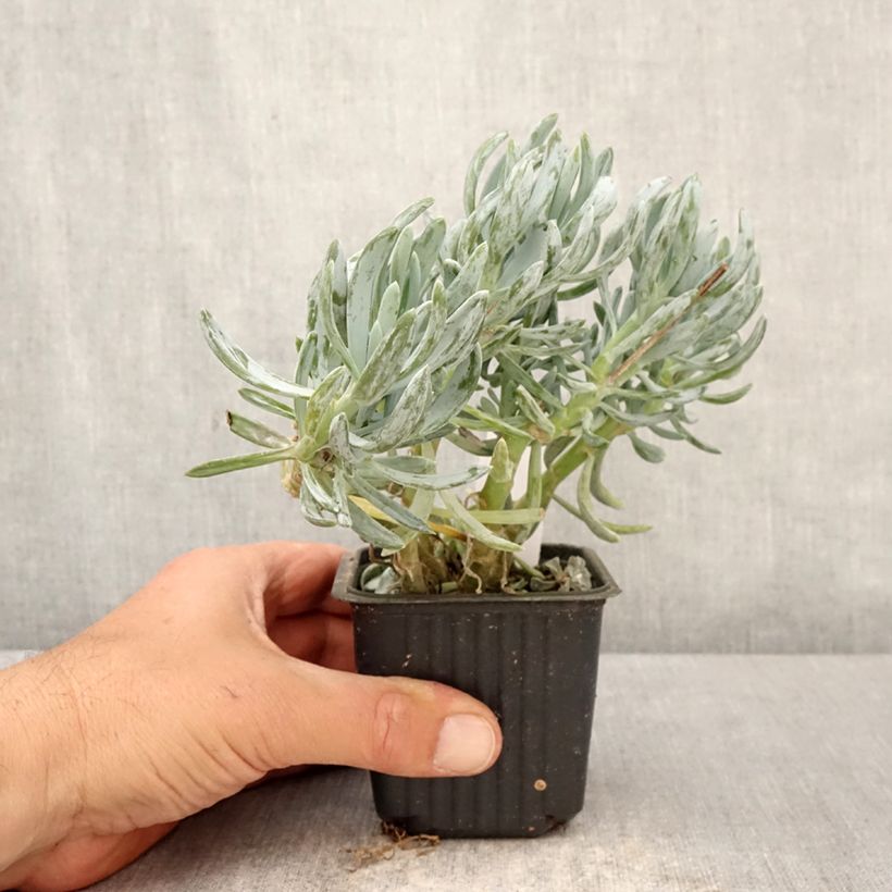 Senecio serpens Dwarf Blue Maceta de 8/9 cm Ejemplar entregado en la primavera