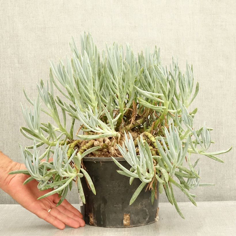 Ejemplar de Senecio serpens - Plante succulente Maceta 3L/4L entregado en verano