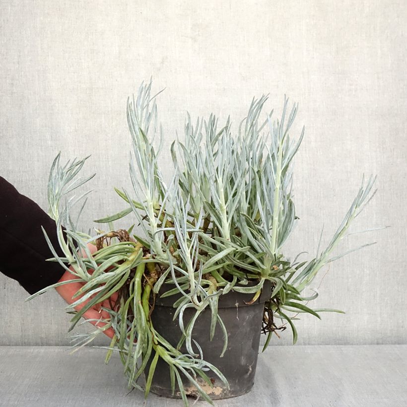 Senecio serpens Maceta 3L/4L Ejemplar entregado en invierno