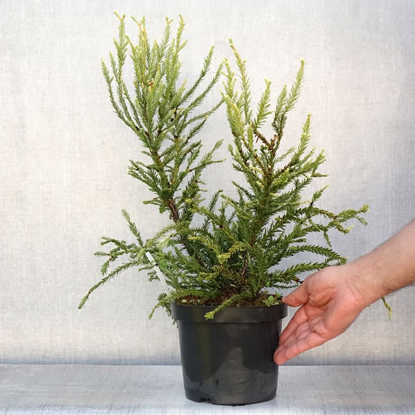 Ejemplar de Sequoia sempervirens Adpressa - Secuoya Maceta 3L/4L entregado en verano