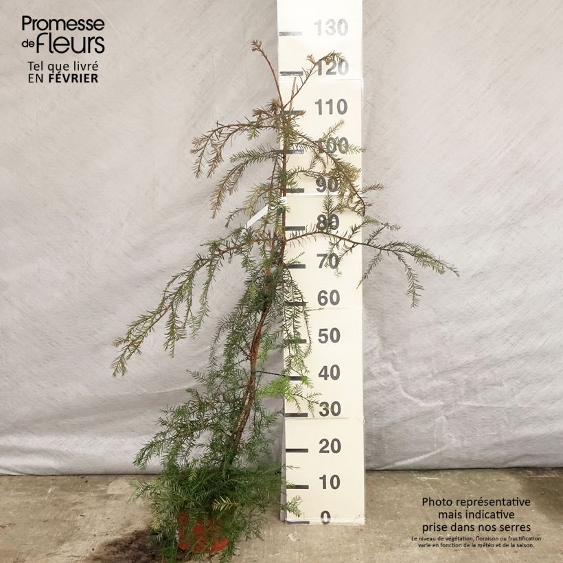 Sequoia sempervirens - Secuoya Maceta 3L/4L Ejemplar entregado en invierno