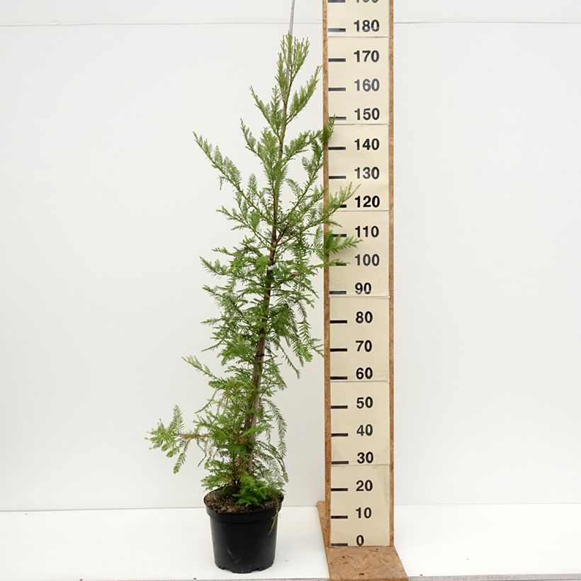 Ejemplar de Sequoia sempervirens - Secuoya Maceta 7,5L/10L entregado en otoño